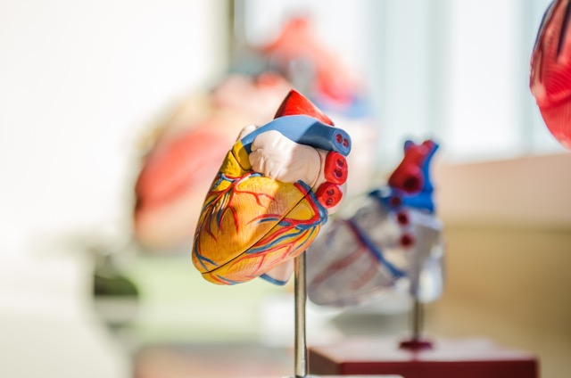 anatomically correct heart from teaching lab